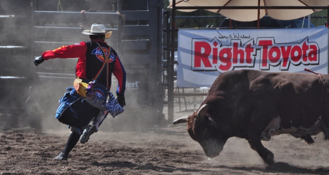 bull fight performance